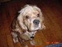 Oscar Jaffee Profile Photo